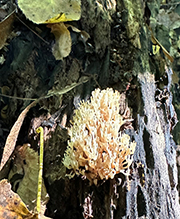 Click to enlarge Crown-tipped Coral 15