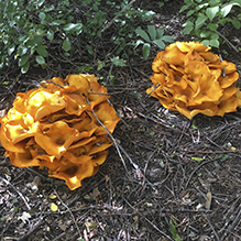 Eastern American Jack-o’-Lantern Mushroom
