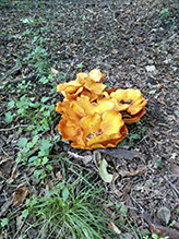 Eastern American Jack-o’-Lantern Mushroom