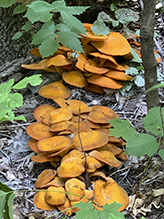 Eastern American Jack-o’-Lantern Mushroom