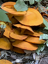 Eastern American Jack-o’-Lantern Mushroom