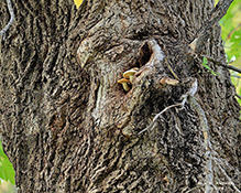 Elm Oyster 20