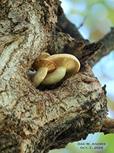 Elm Oyster 21