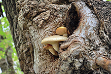 Elm Oyster 23