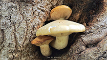 Elm Oyster 24