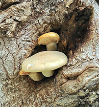 Elm Oyster 25