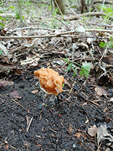 Gabled False Morel 07