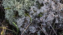 Gray Reindeer Lichen 09