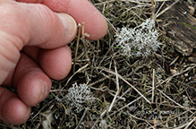 Gray Reindeer Lichen 10