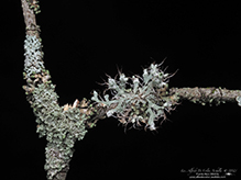 Hooded Rosette Lichen - Featured photo