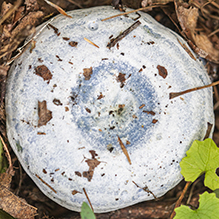 Indigo Milk Cap - Featured photo