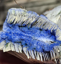 Indigo Milk Cap 22