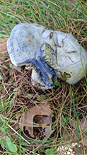 Indigo Milk Cap 23
