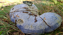 Indigo Milk Cap 25