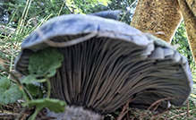 Indigo Milk Cap 26