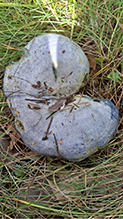 Indigo Milk Cap 28