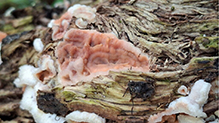 Jelly Rot 21