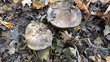 Click to enlarge Leathery-veiled Bolete 05