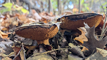 Click to enlarge Leathery-veiled Bolete 06