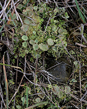 Mealy Pixie Cup - Featured photo