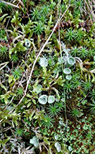 Click to enlarge Mealy Pixie Cup 02