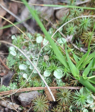 Click to enlarge Mealy Pixie Cup 03