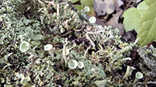 Mealy Pixie Cup 06
