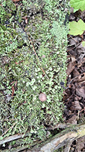 Mealy Pixie Cup 07