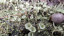 Mealy Pixie Cup 08
