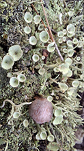 Mealy Pixie Cup 08