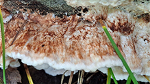 Mossy Maze Polypore 04