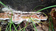 Mossy Maze Polypore 05
