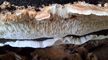 Mossy Maze Polypore 06