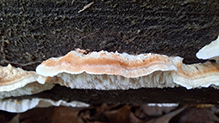 Mossy Maze Polypore 07