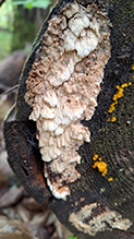 Mossy Maze Polypore 08