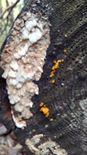 Mossy Maze Polypore 09
