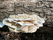 Click to enlarge Northern Tooth 10