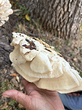 Click to enlarge Northern Tooth 11