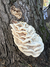 Click to enlarge Northern Tooth 12