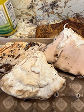 Click to enlarge Northern Tooth 13