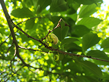 Click to enlarge Plum Pocket 04