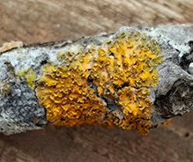 Powdery Sunburst Lichen 03