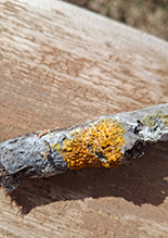 Powdery Sunburst Lichen 04