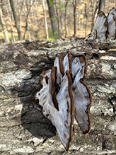 Resinous Polypore 03