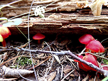 Scarlet Waxcap