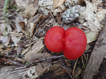 Scarlet Waxcap