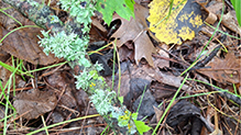 Sinewed Bushy Lichen 12