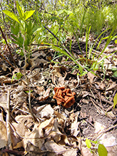 Snow Morel 06