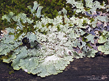 Speckled Greenshield - Featured photo