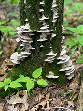 Click to enlarge Violet-toothed Polypore 14
